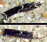 Photo:B. & S. Koretz; Surf to the Sea Slug Forum
